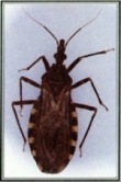 chagas