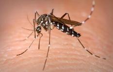 aedes aegypti 2