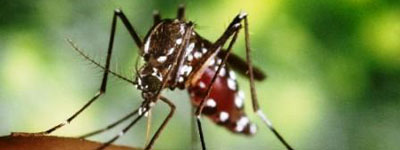 dengue