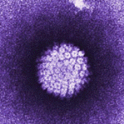 hpv