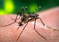 dengue 2