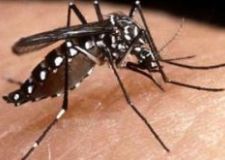 dengue