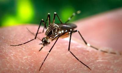 dengue