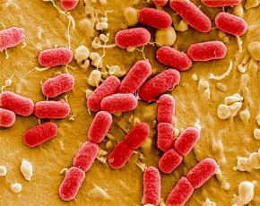 alemania-bacteria