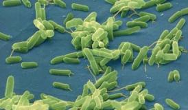 bacteria2