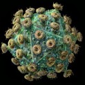 virus hiv