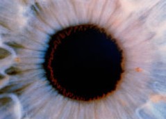 retina