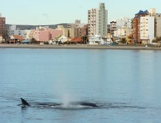 pto madryn,3 de julio del 2006ballenas francas apareandose en las costas de esta ciudad y en inmediaciones del muelle luis piedrabuena.-foto maxi jonas