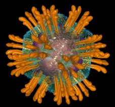 hepatitisc