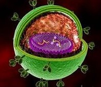 virus
