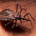 chagas