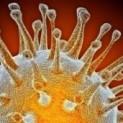 virus gripe aviar