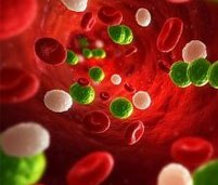 bacteria sangre