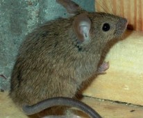 roedor transmisor del virus