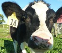 vaca