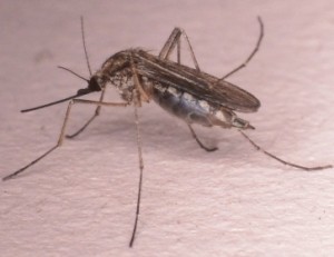 Mosquito 2