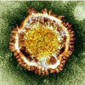 coronavirus