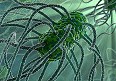 130314120703_bacteria_antibiotico_144x81_spl_nocredit