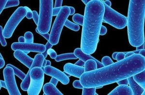 microbios