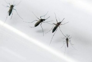 mosquito