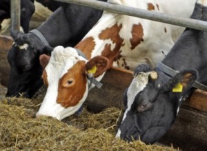 vacas