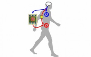 vias_neuronales