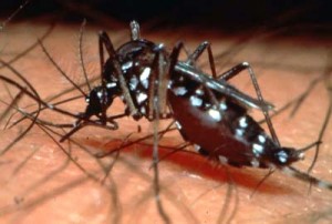 dengue-aedes