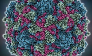 virus-1