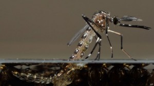 aedes_aegypti_624x351_ap