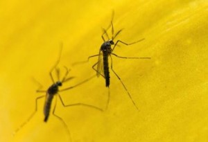 mosquito_transgenico