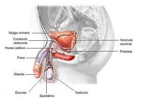 prostata