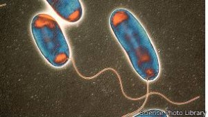 legionella