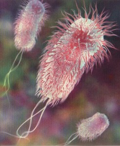 e-coli-3