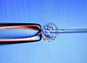 *************************NO UTILIZAR SIN CONSULTAR CON FOTOGRAFÍA*****************Close up of a screen which shows an injection oto d'un écran montrant une micro-injection de embryo stem cells in a muse embryo to set a genetically modified line, on February 9, 2012, at the Centre d'Immunologie de Marseille-Luminy (CIML), in the transgenesis laboratory which in charge to create animals in order to understand how genes work, in Marseille, southern France. AFP PHOTO / ANNE-CHRISTINE POUJOULAT