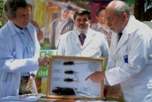 Prevencion hantavirus