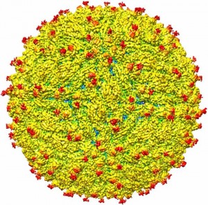 viruszika