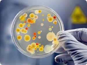 bacteria-rosario