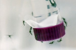 MOsquitos