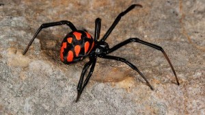 araña