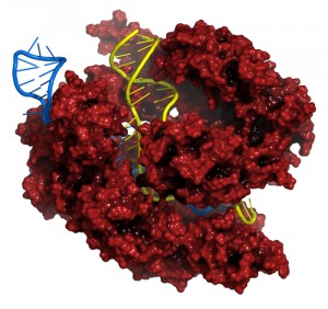proteina-adn