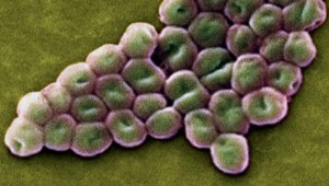 superbacteria