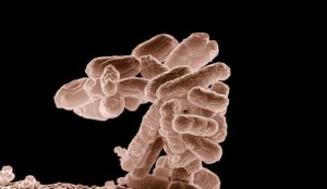 superbacterias