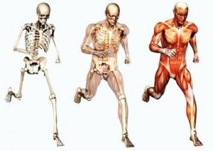 musculoesqueleto-300x213