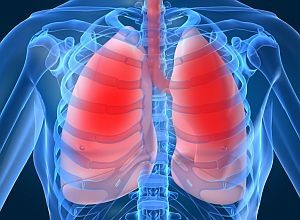 pulmones