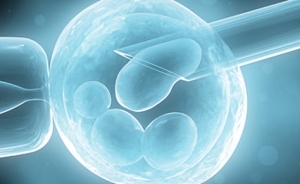 inseminacion