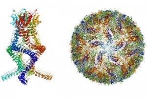 microscopia