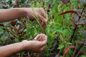 plantas-medicinales-brasil