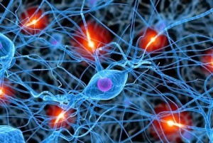 neuronas-sinapsis