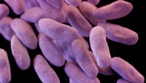 enterobacter