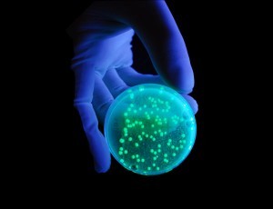 Bacterias